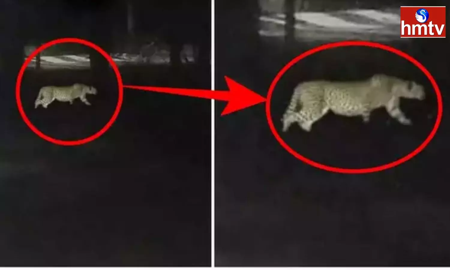 A Leopard Was Spotted At Tirupati Sv University A Leopard Was Spotted At Tirupati Sv University