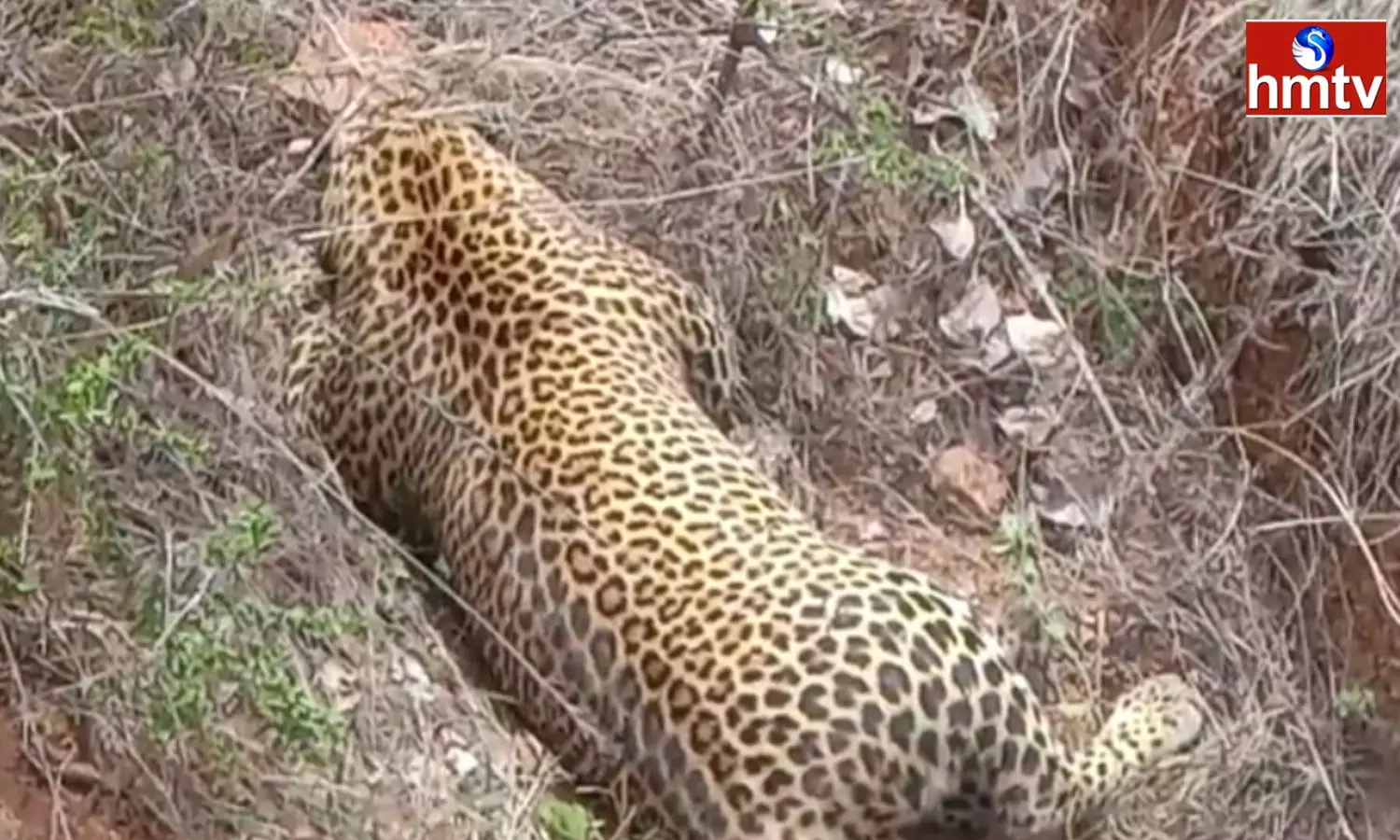 Cheetah Died Under Suspicious Circumstances In Madakasira Sri Sathya Sai District