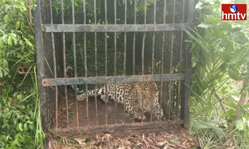 Another Cheetah Trapped In Tirumala