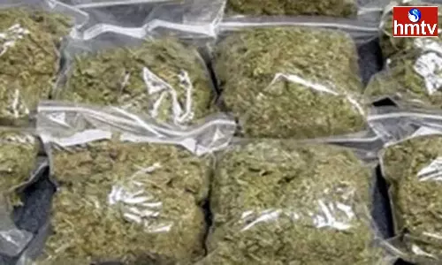 Heavy Seizure Of Cannabis in Hyderabad