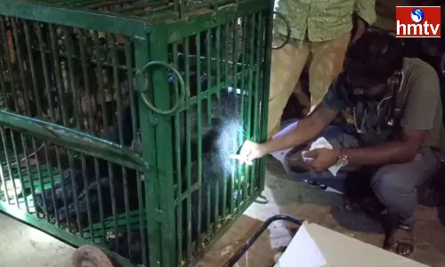 Officers Captured A Bear In Srisailam