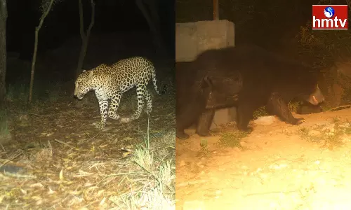 Leopard And Bear Seen Again In Tirumala
