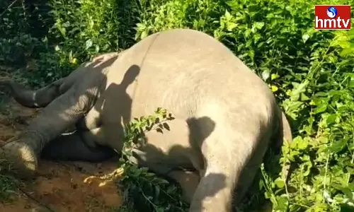 An Elephant Died Due To Electric Shock In Nallagutlapalli Of Chittoor District