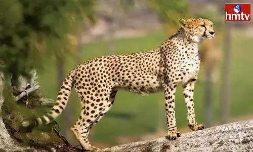 Two Leopards Roaming Near Pedda Kambaluru In Rudravaram Mandal Of Nandyal District