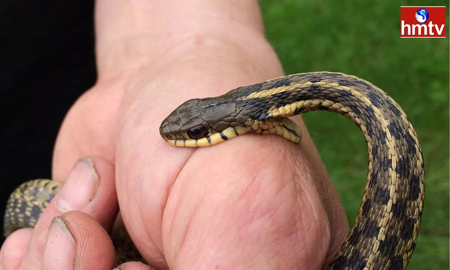 Dont Panic If You Are Bitten By A Snake Save Your Life With These First Aid Measures