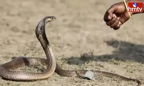 If You Kill A Snake Does It Take Revenge Know The Secret Behind This If You Kill A Snake Does It Take Revenge Know The Secret Behind This