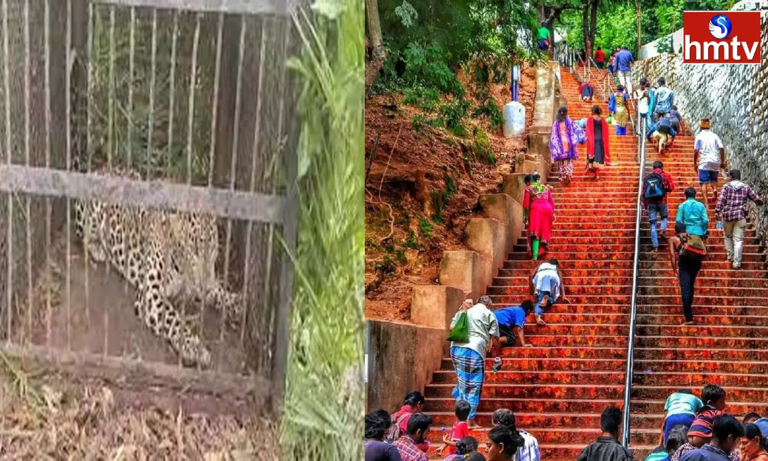 Tirupati CCF Nageswara Rao suggested that Devotees Should go in Groups on Tirumala walkway