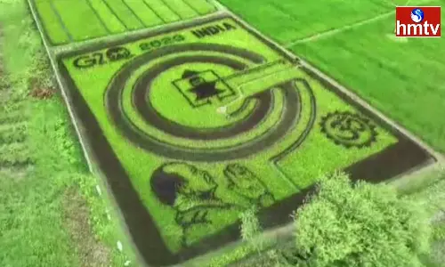 Paddy in the shape of Shiva Lingam in Nizamabad Paddy in the shape of Shiva Lingam in Nizamabad