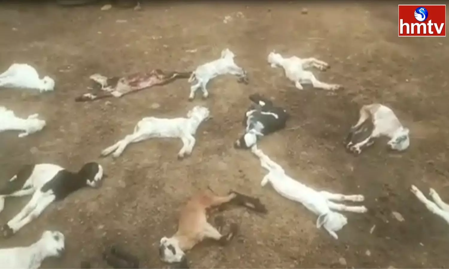 27 Goat Kids Killed in Dog Attack