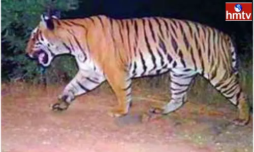 A cheetah killed and ate a calf  in Medak District