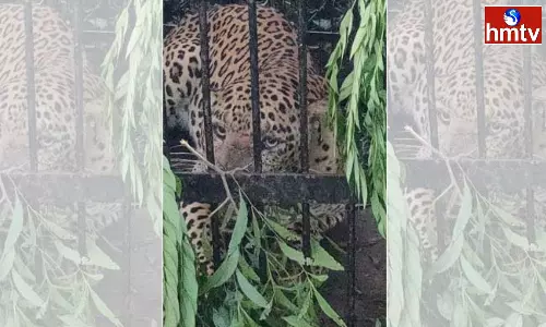 Another Cheetah Trapped in Tirumala Another Cheetah Trapped in Tirumala