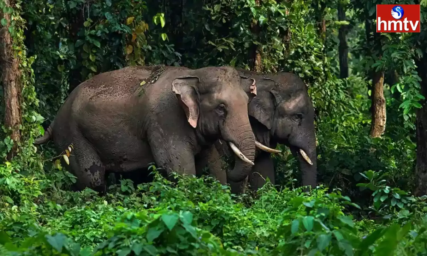 2 Persons Died in Elephants Attack in Chittoor District 2 Persons Died in Elephants Attack in Chittoor District