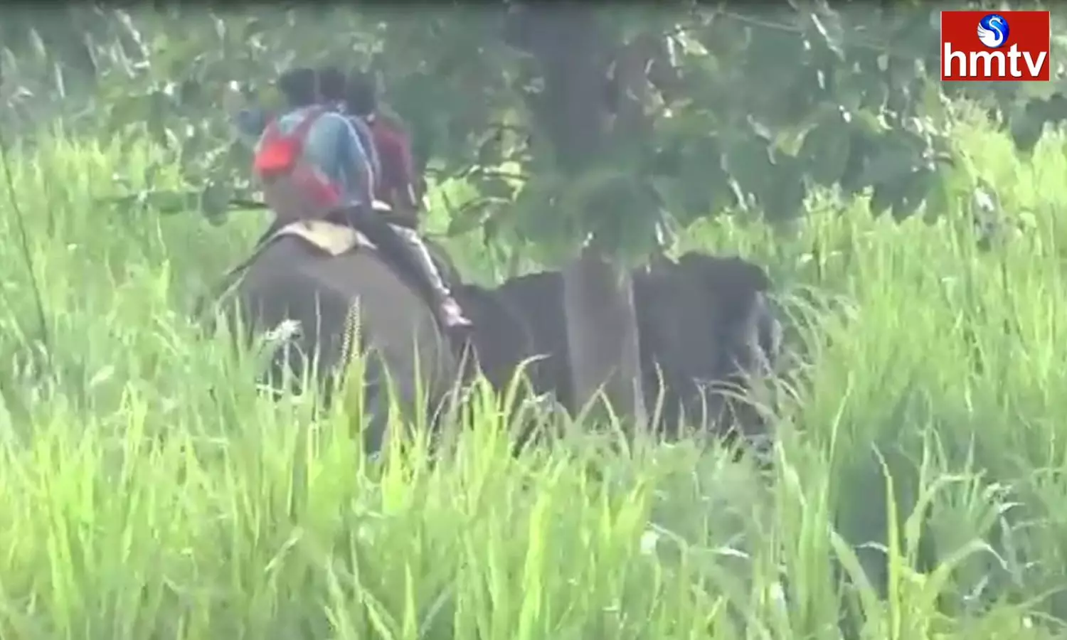 Operation Gajaraju Was A Success In Chittoor District Operation Gajaraju Was A Success In Chittoor District