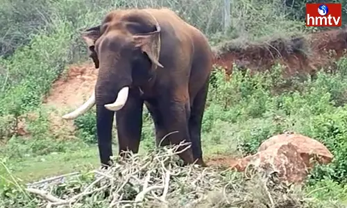 Woman Killed in Elephant Attack