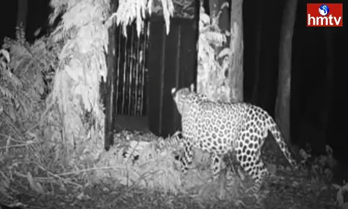 Another Cheetah Walk on the Tirumala Footpath Area Another Cheetah Walk on the Tirumala Footpath Area