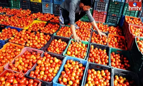 Tomato Prices Huge Drop In Markets