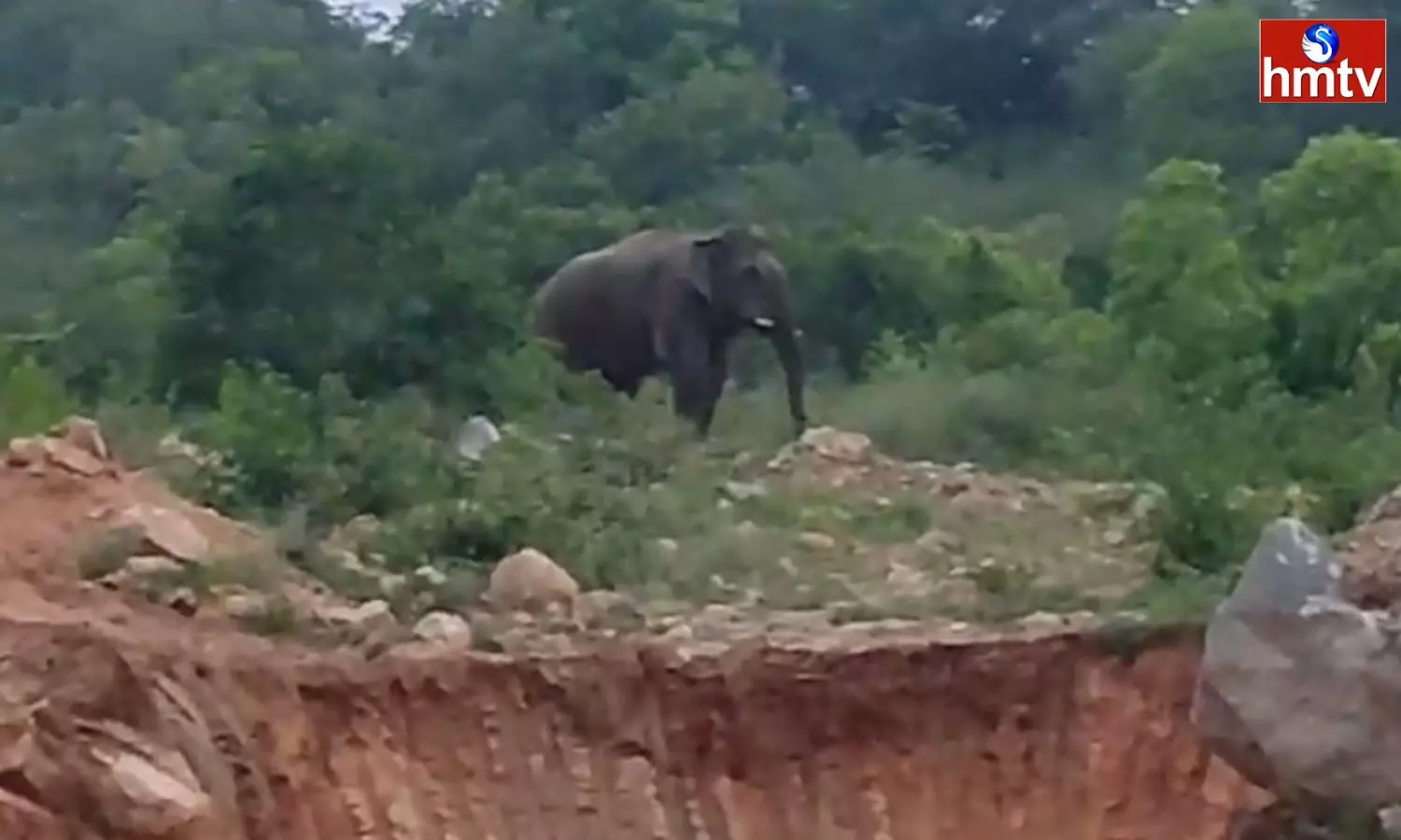 Elephant In Chittoor District