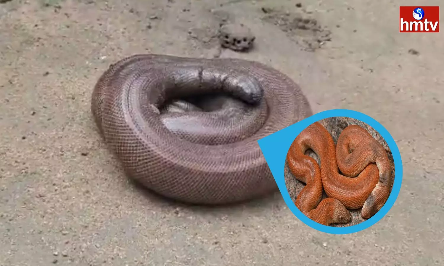 A Two Headed Snake Found In Kompally, Bhadradri District A Two Headed Snake Found In Kompally, Bhadradri District