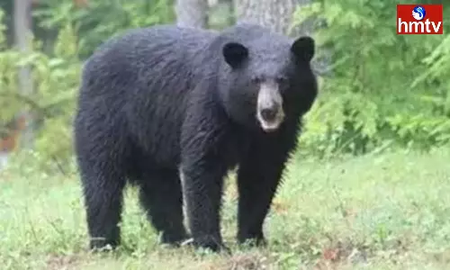 Bear at Mahanandi Devasthanam in Nandyala