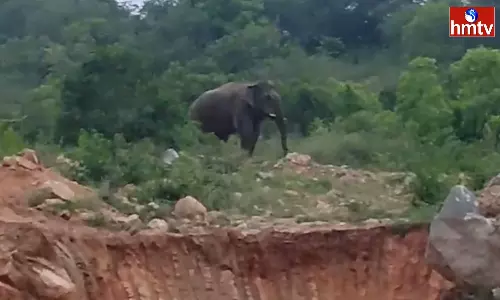 Elephant In Chittoor District