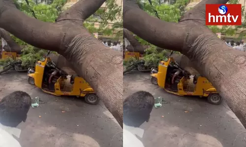 A Huge Tree Fell On The Auto Stopped Near The Traffic Signal In Hyderabad A Huge Tree Fell On The Auto Stopped Near The Traffic Signal In Hyderabad