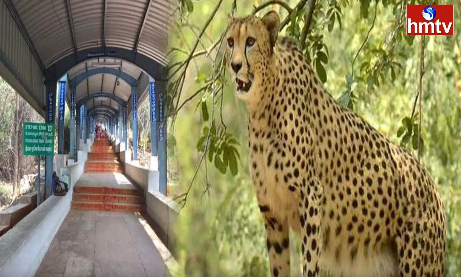 Leopard Scare Again On Tirumala Alipiri Walkway