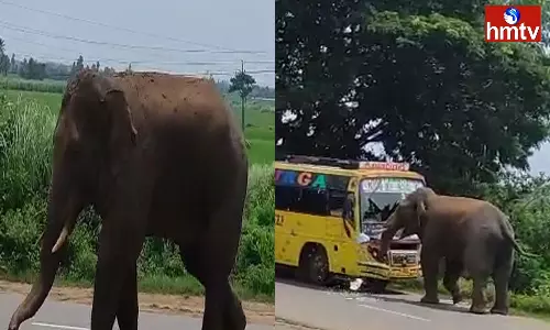 Elephant Hulchul In Parvathipuram Manyam District
