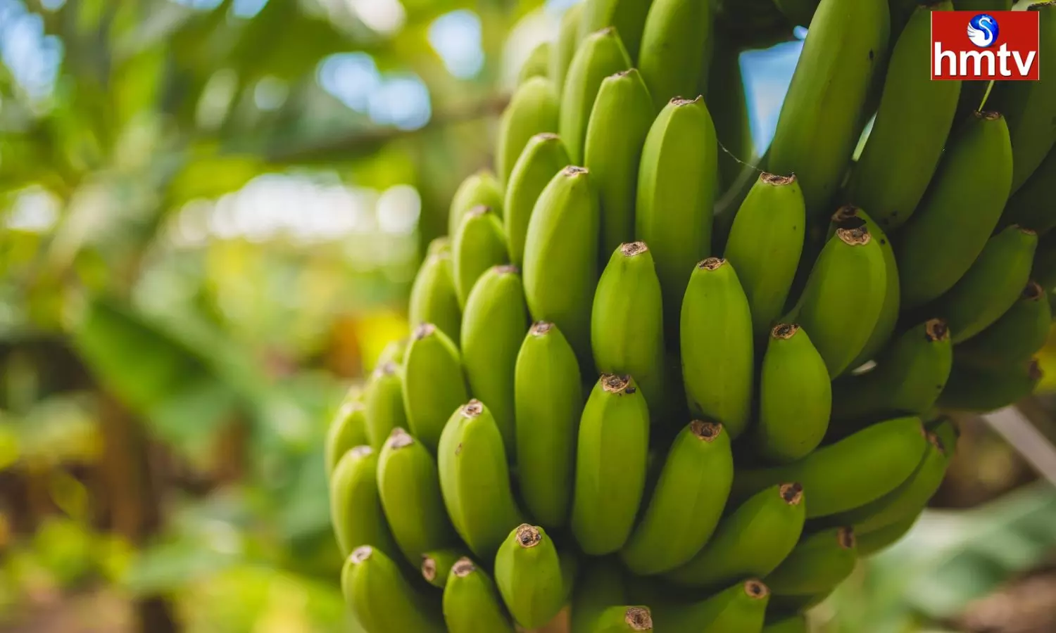 Check For Constipation With Green Banana And 5 Great Benefits For The  Body