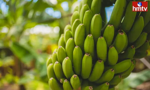 Check For Constipation With Green Banana And 5 Great Benefits For The Body Check For Constipation With Green Banana And 5 Great Benefits For The Body
