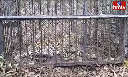 Another Leopard Caught at Tirumala Another Leopard Caught at Tirumala