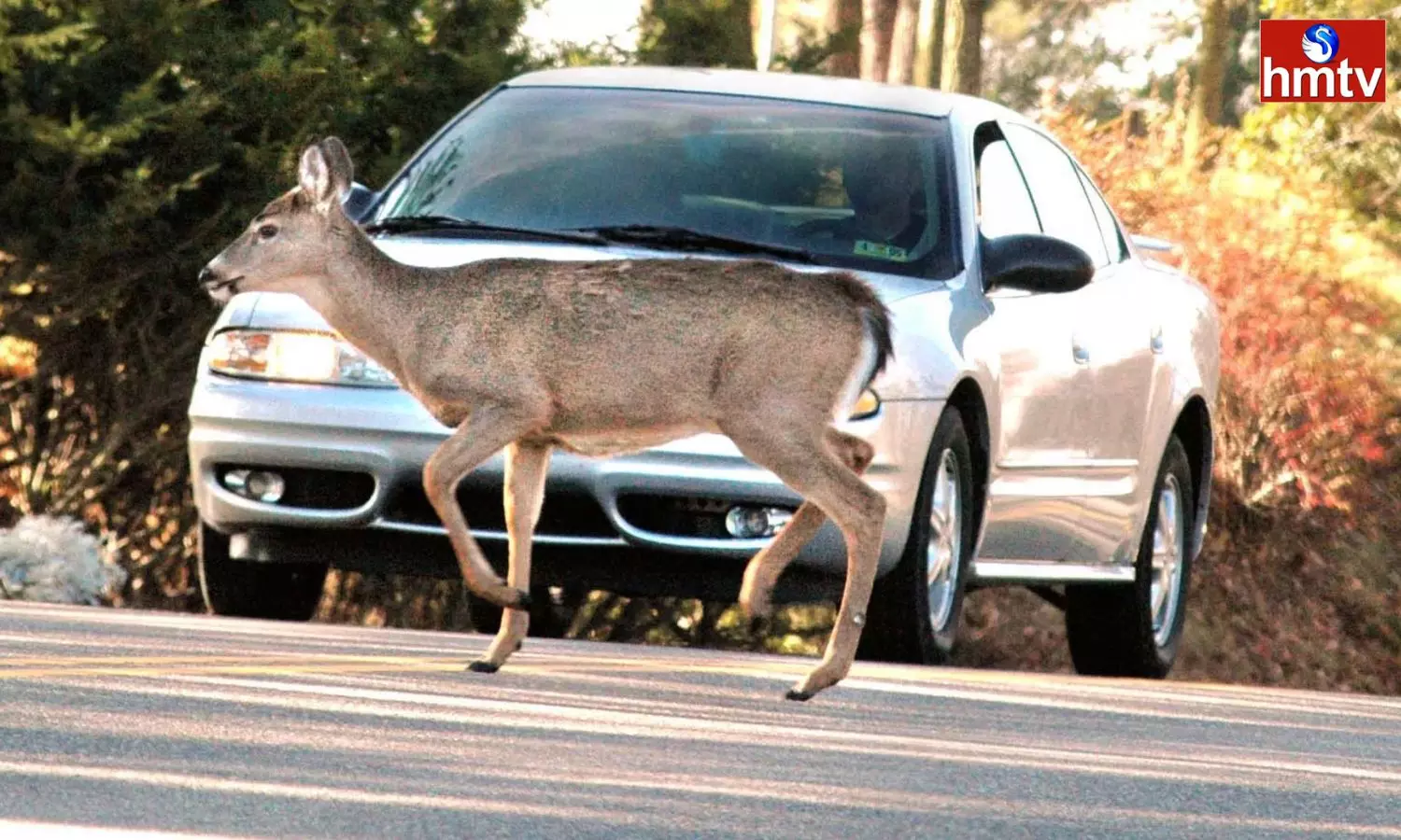 Does Insurance Cover Damage Caused By Animals Hitting Cars