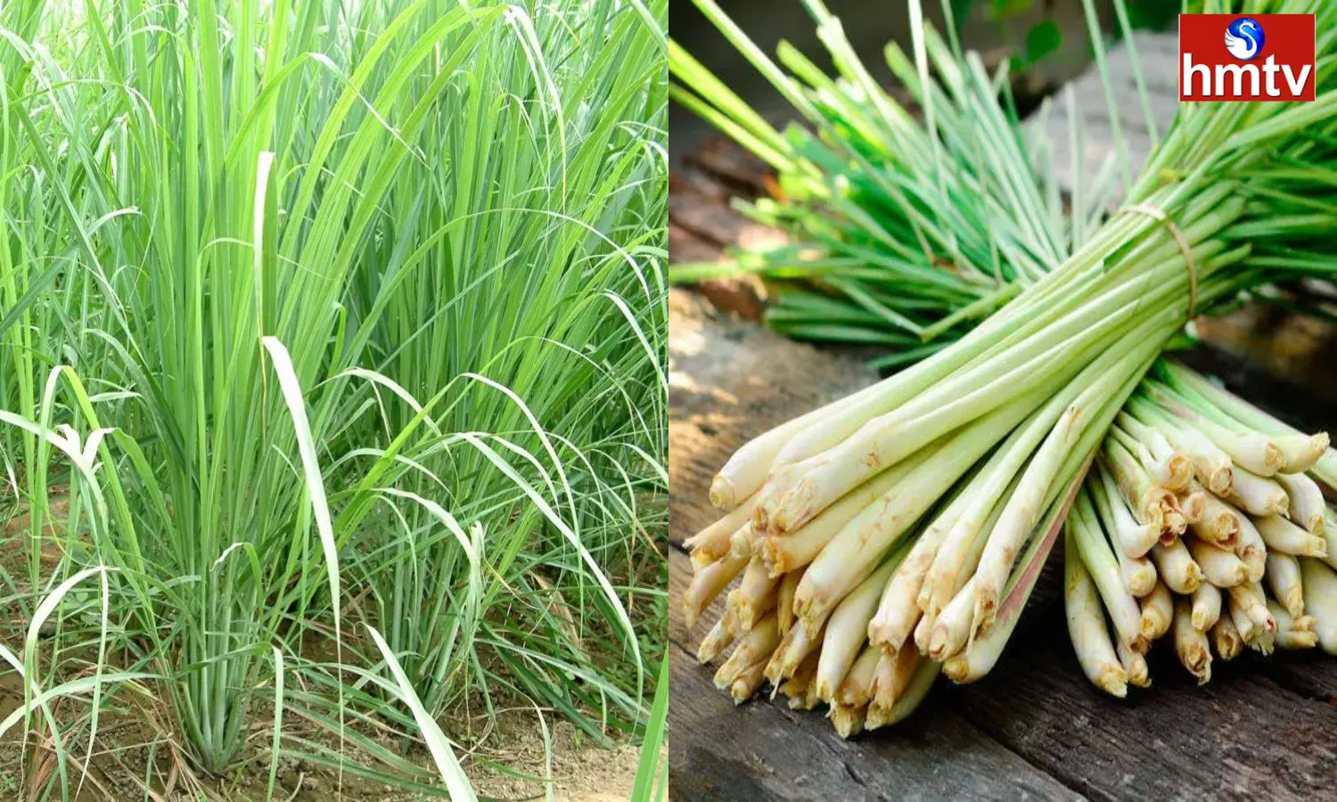 Lemon Grass Farming Invest Rs.20 Thousand And Earn Rs.5 Lakhs
