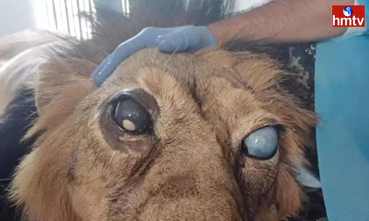 Cataract Surgery For A Lion By Rajasthan Veterinary Doctors Cataract Surgery For A Lion By Rajasthan Veterinary Doctors
