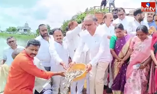 Minister Harish Rao Released 72 Thousand Fish Minister Harish Rao Released 72 Thousand Fish