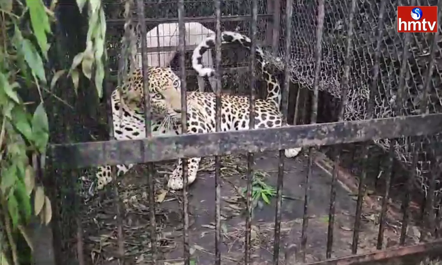 Tirumala: తిరుమలలో బోనులో చిక్కిన మరో చిరుత Tirumala: తిరుమలలో బోనులో చిక్కిన మరో చిరుత