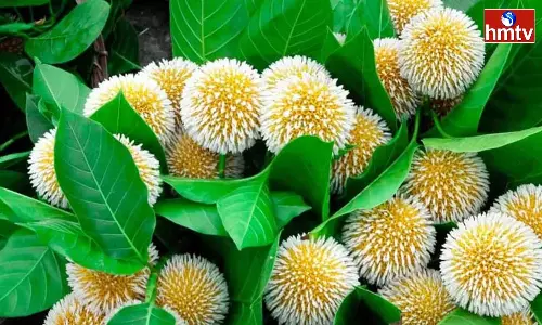 Significance Of Kadamba Tree Significance Of Kadamba Tree