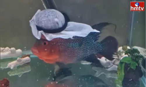 Dubai Fish Wearing Ghutra Goes Viral