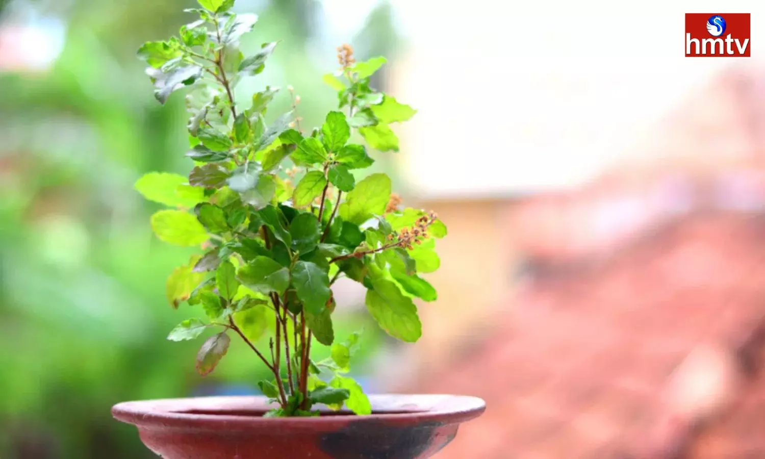 If you do these Remedies in the Evening near the Tulsi tree you will get Wealth