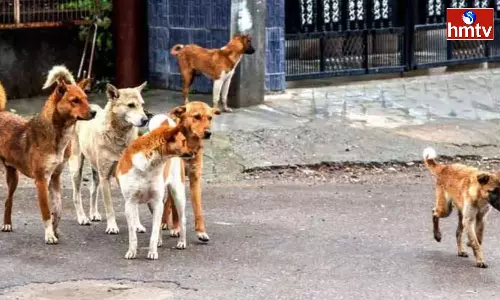 4-year-old Child  Attacked by Stray Dogs in LB Nagar