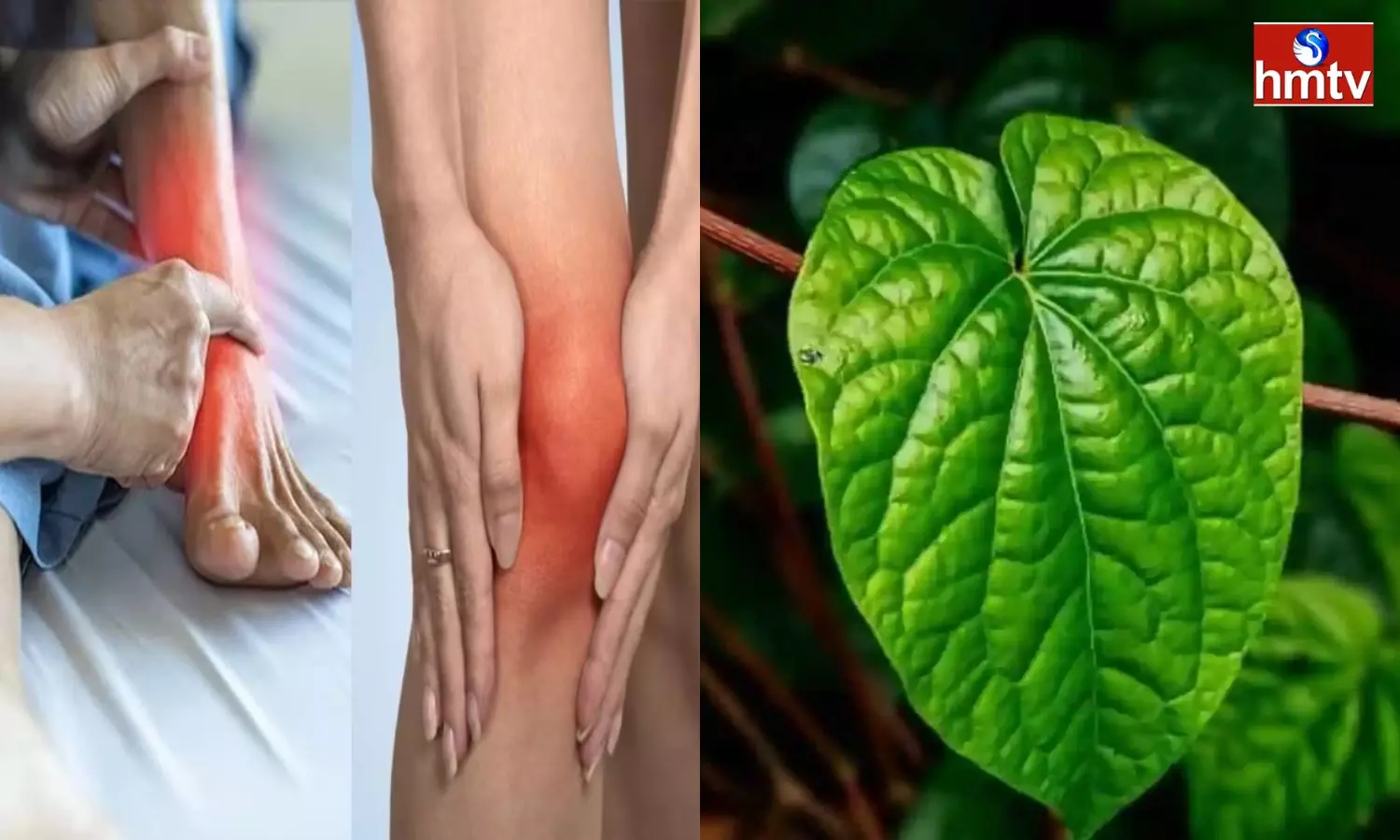 Are You Having Trouble With Uric Acid Check It With Betel Leaf