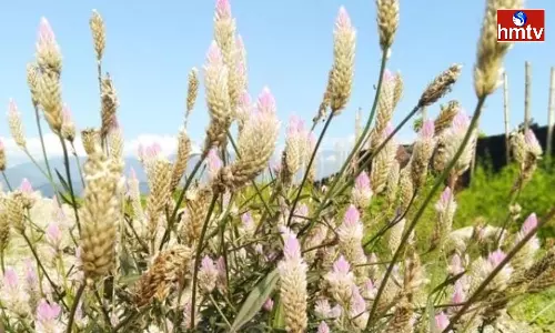 Gunugu Flowers Are Not Only For Bathukamma Festival They Can Cure Many Health Problems Gunugu Flowers Are Not Only For Bathukamma Festival They Can Cure Many Health Problems
