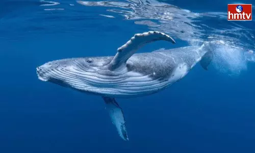 Blue Whale Is The Largest Creature In The World Interesting Facts About It