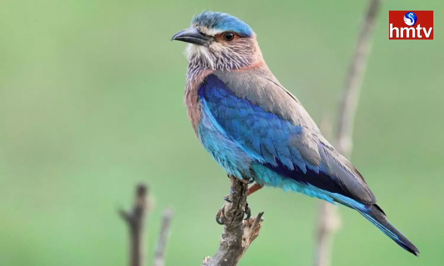 On the day of Dussehra people seek to see the Indian Roller Know its significance