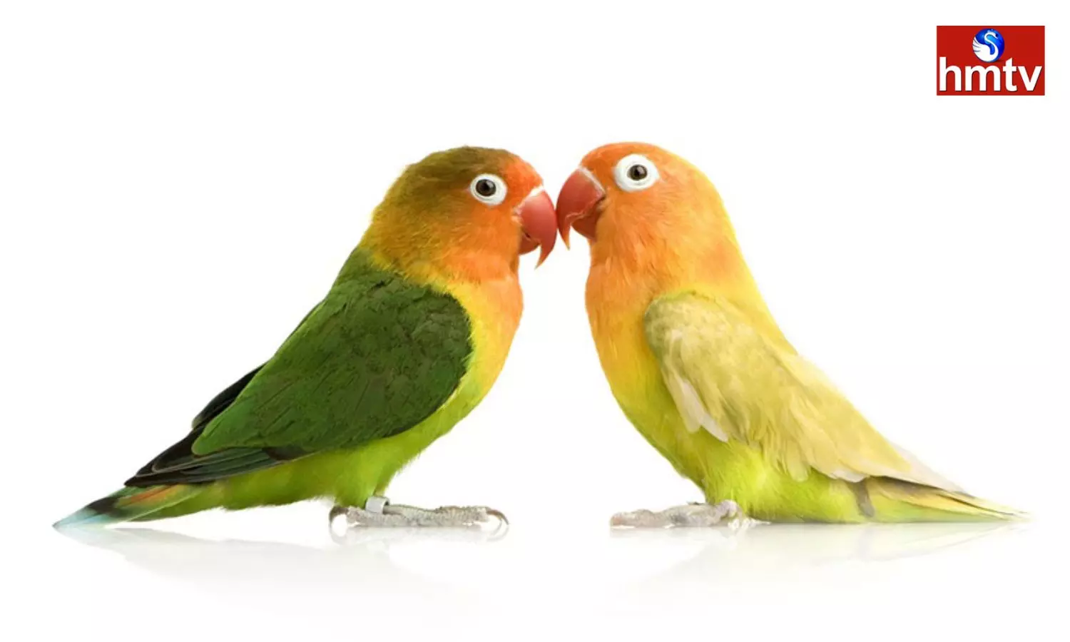 It is very Good if you Breed Parrots According to Vastu You will get these Results at Home