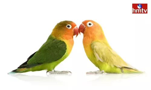 It is very Good if you Breed Parrots According to Vastu You will get these Results at Home