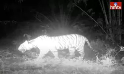 Leopard Migration In Vikarabad District