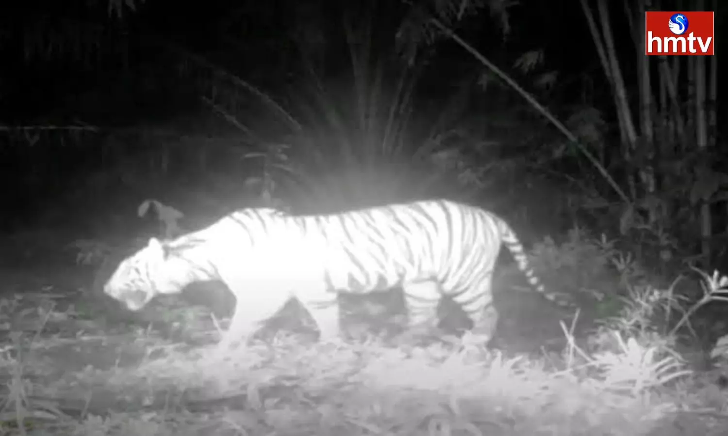 Leopard Migration In Vikarabad District Leopard Migration In Vikarabad District