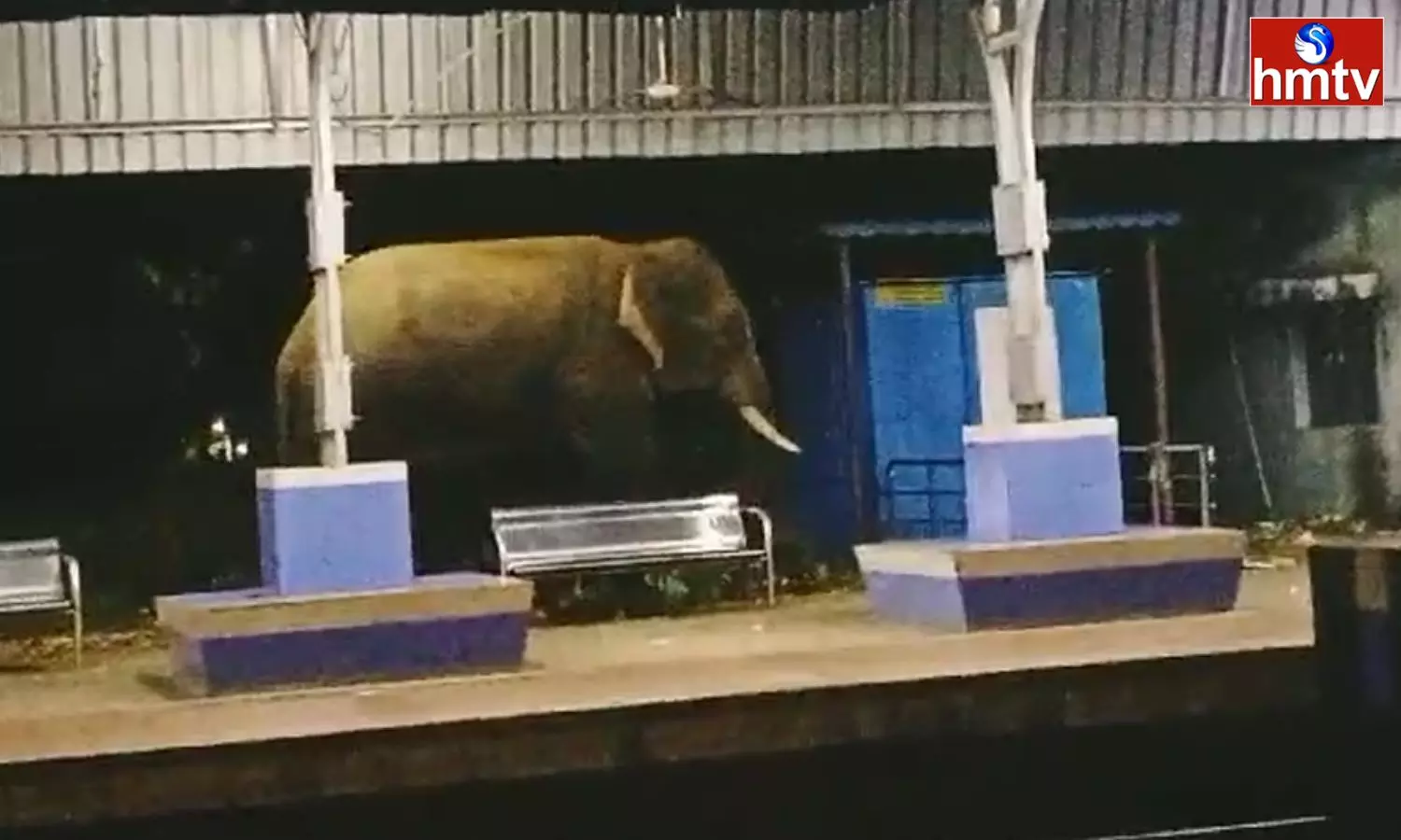 Elephant Hulchul in Parvathipuram Elephant Hulchul in Parvathipuram