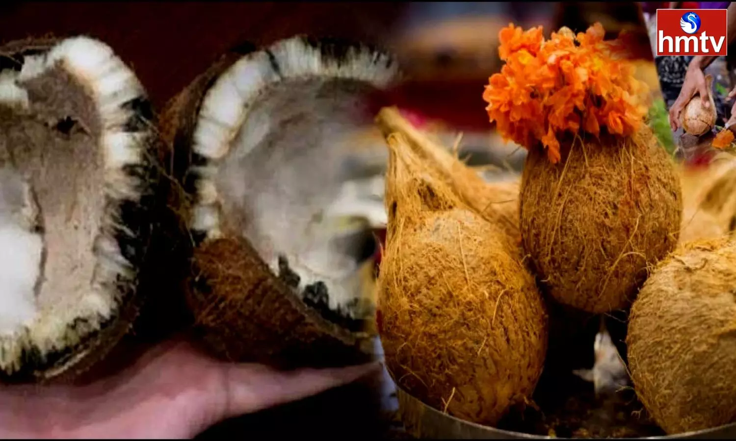 Did The Coconut Spoiled During The Pooja Know The Results And Signs