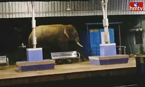 Elephant Hulchul in Parvathipuram
